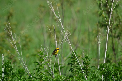 Birds of Serengeti