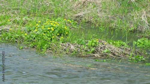 Ficaria verna commonly known as lesser celandine or pilewort flowers blooms along the banks of the stream. photo