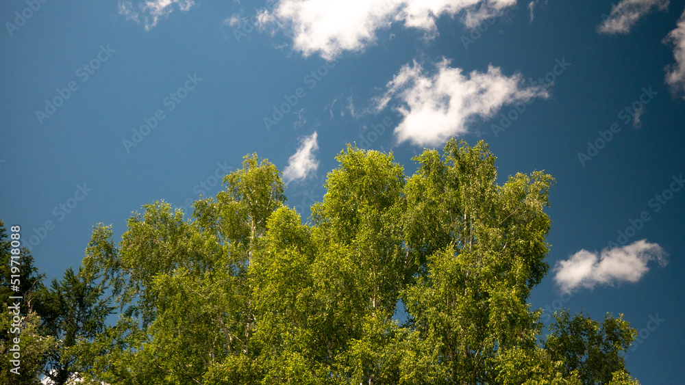 The top of a tree against the sky. Natural background. The top of a tree against the sky. Natural background.