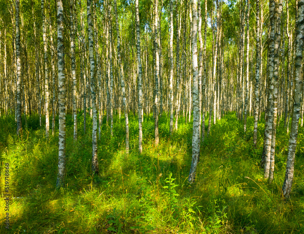 Obraz premium Birch summer sunny forest. Beautiful natural background for design and advertising