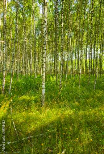 Birch summer sunny forest. Beautiful natural background for design and advertising