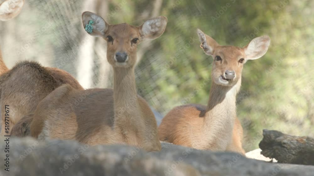 Two deers staring at the camera while chewing. They are lying on the ground of their enclosure at a zoo. Two deers staring at the camera while chewing. They are lying on the ground of their enclosure at a zoo.