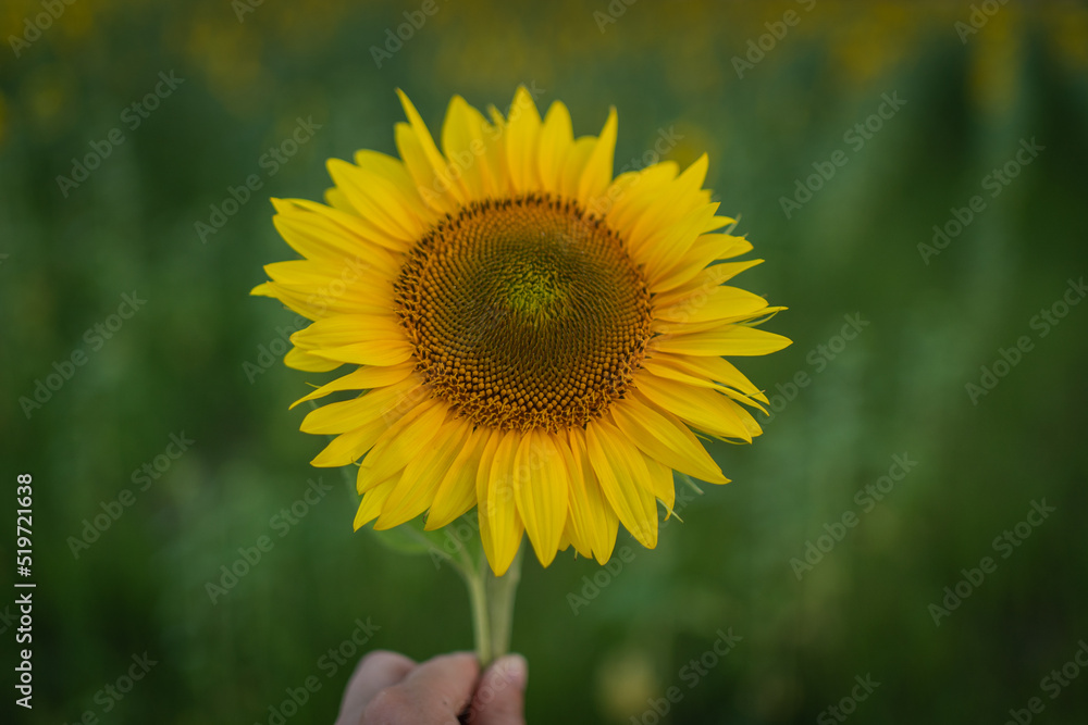 sunflower in the field sunflower in the field