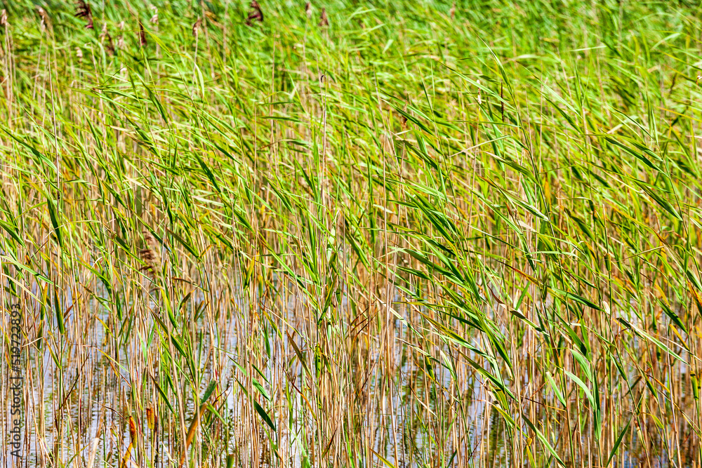 Blade of reed in sunshine Blade of reed in sunshine