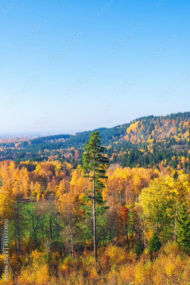 Colorful woodland landscape view with a high pine tree