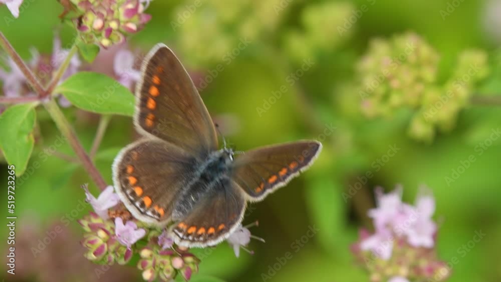 Common blue butterfly on peppermint flower, female butterfly
Common blue butterfly on peppermint flower, female butterfly