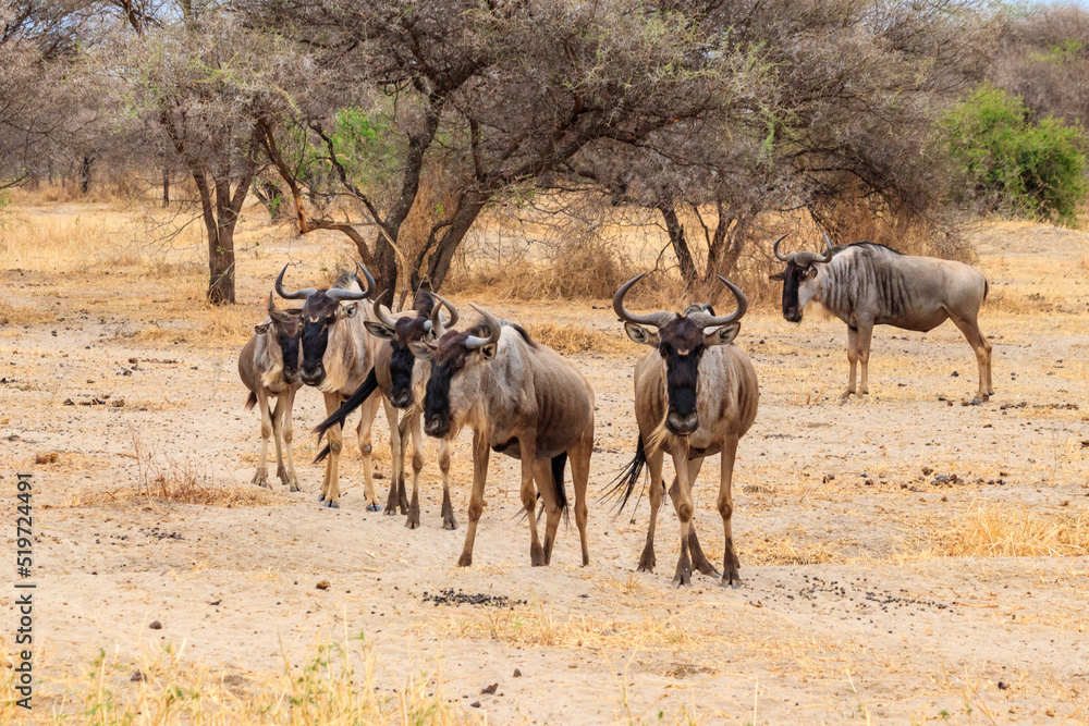 Herd of blue wildebeest (Connochaetes taurinus) in Tarangire National Park, Tanzania Herd of blue wildebeest (Connochaetes taurinus) in Tarangire National Park, Tanzania