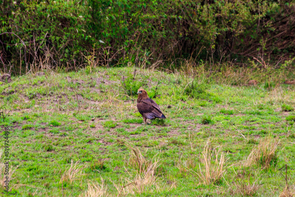 Tawny eagle (Aquila rapax) walking on meadow in Serengeti national park, Tanzania Tawny eagle (Aquila rapax) walking on meadow in Serengeti national park, Tanzania