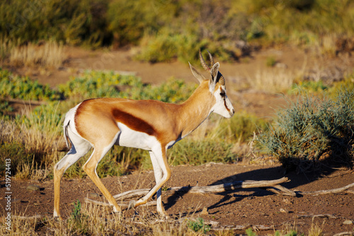 Springbok  Antidorcas marsupialis . Karoo National Park  Beaufort West  Western Cape  South Africa