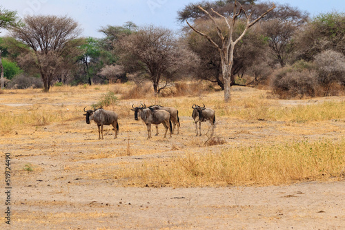 Herd of blue wildebeest  Connochaetes taurinus  in Tarangire National Park  Tanzania