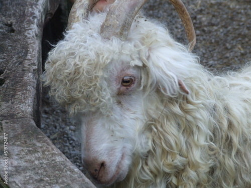 close up of a sheep