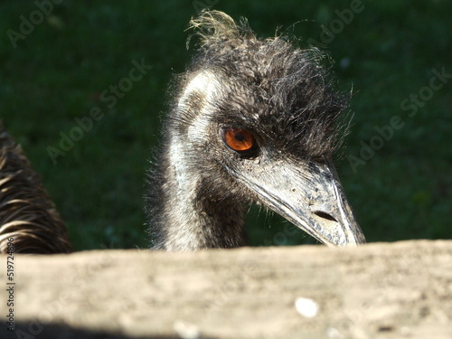 close up of an ostrich