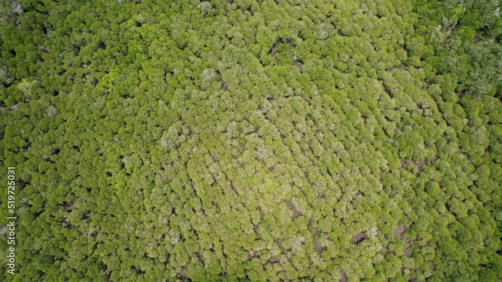 Bird eye view of the mangrove forest from drone,Chanthaburi of thailand Bird eye view of the mangrove forest from drone,Chanthaburi of thailand