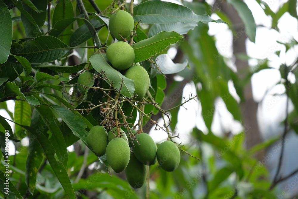 Raw Green Mango in the Mango Farm Plantation in the Morning, Healthy Fruit that Full of Vitamins.