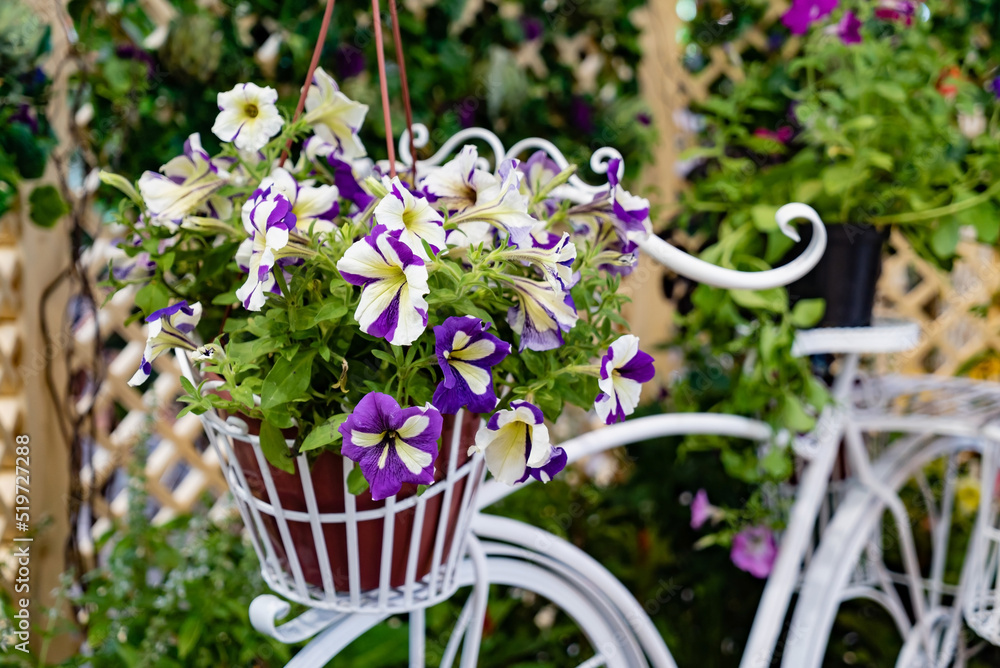 Flowered bike near summer garden