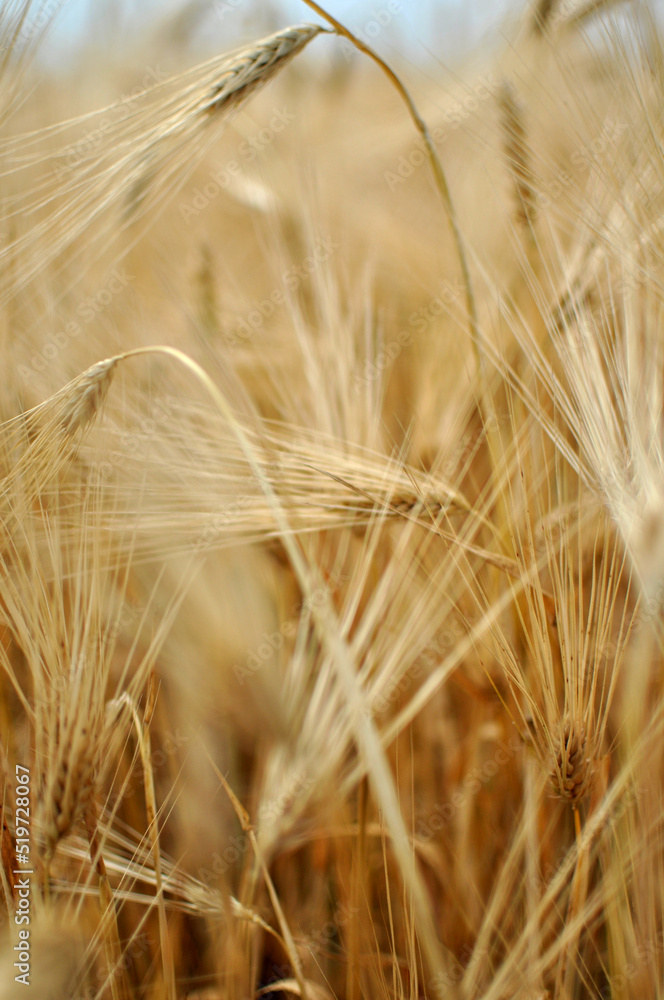 Field of wheat and oat plants ready for harvest Field of wheat and oat plants ready for harvest