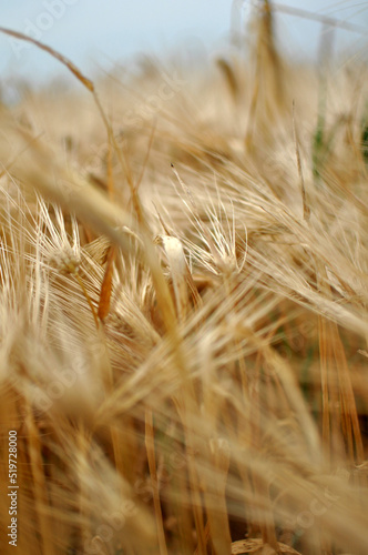 Field of wheat and oat plants ready for harvest