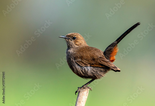 Fotografie, Obraz bird on the branch ib blur green background, beautiful closeup of wildlife bird , The Indian robin is a species of bird in the family Muscicapidae