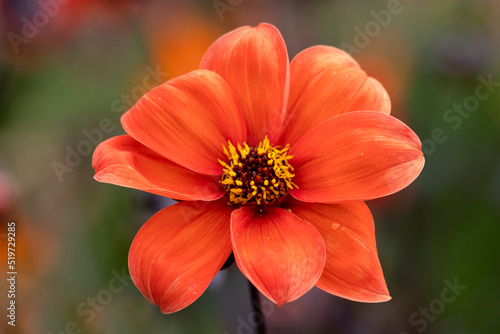 Foto Closeup of a flower of Dahlia 'Bishop of Oxford' in a garden in summer