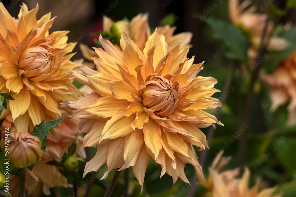 Closeup of a flower of Dahlia 'Hamari Gold' in a garden in summer Closeup of a flower of Dahlia 'Hamari Gold' in a garden in summer
