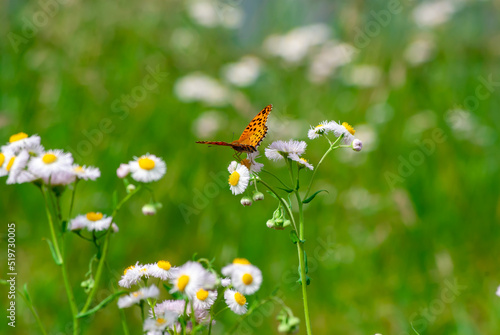 ヒョウモンチョウと花