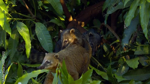 A group of curious coati in the treetops of the Amazon rainforest photo