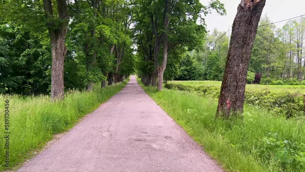 Cyclist POV traveling on the asphalt road in a park with tree belt in summer - no people Cyclist POV traveling on the asphalt road in a park with tree belt in summer - no people