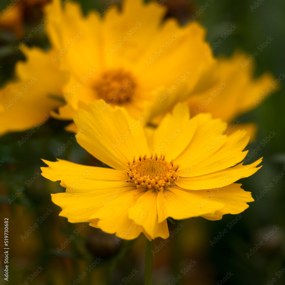 Closeup of flowers of Coreopsis grandiflora 'Flying Saucers' in a garden in summer Closeup of flowers of Coreopsis grandiflora 'Flying Saucers' in a garden in summer
