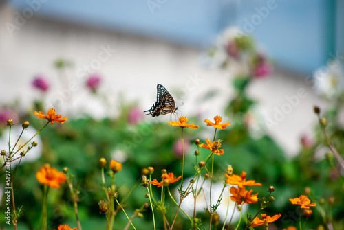 アゲハと花