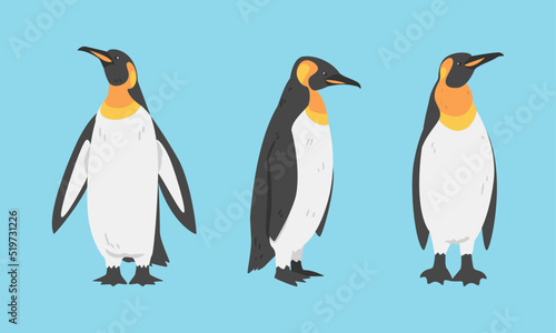 Emperor Penguin as Aquatic Flightless Bird with Flippers for Swimming Vector Set
