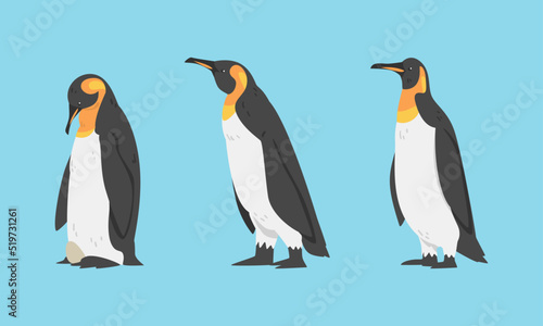 Emperor Penguin as Aquatic Flightless Bird with Flippers for Swimming Vector Set