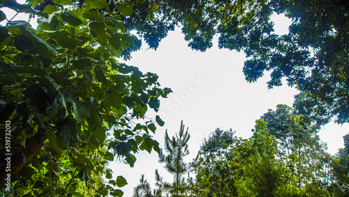 tropical trees and nature forest