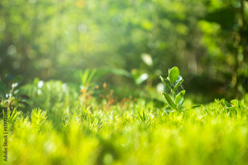 Young green tree wiyh grass. Green grass carpet. Selective focus. Shallow depth of field. Young green tree wiyh grass. Green grass carpet. Selective focus. Shallow depth of field.