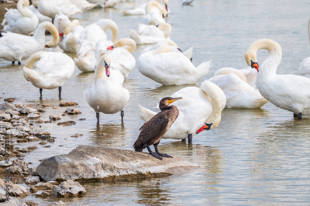 Great cormorant stands among white swans on the lake shore Great cormorant stands among white swans on the lake shore