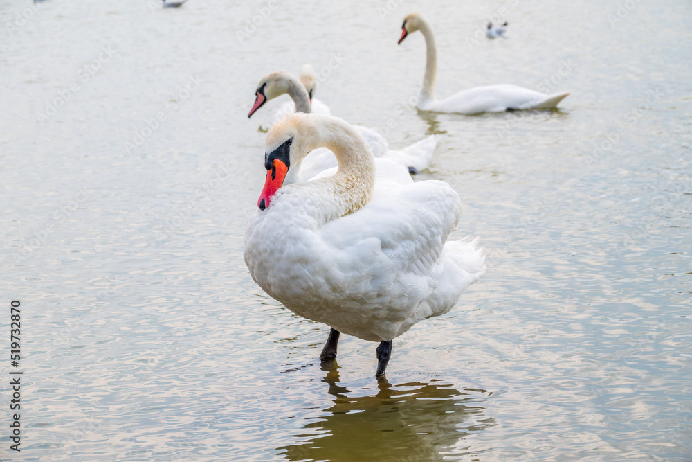 A large flock of graceful white swans swims in the lake., swans in the wild A large flock of graceful white swans swims in the lake., swans in the wild