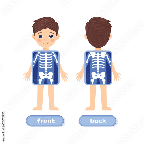 A Cute Brunette Boy and an X-ray Screen. Part of a Human Skeleton. Front and Back view. Colorful Cartoon style. White background. Image for Snatomy lesson. Vector illustration for a Child Education.