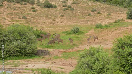 Weibliche Nyala Antilopen in der Wildnis und Savannenlandschaft von Afrika