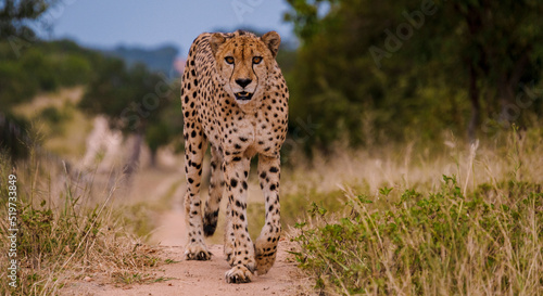 Canvas Print Cheetah wild animal in Kruger National Park South Africa, Cheetah on the Hunt during sunset
