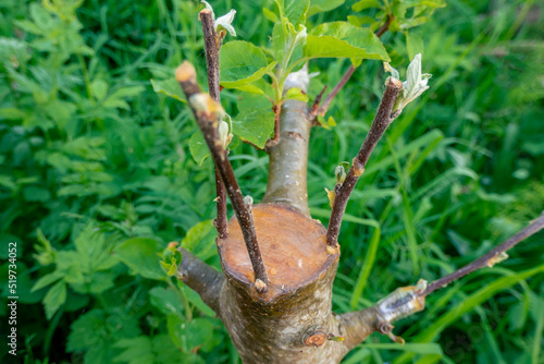 Bild auf Leinwand stalk overgrown with cambium, grafted on a branch of an apple tree last spring