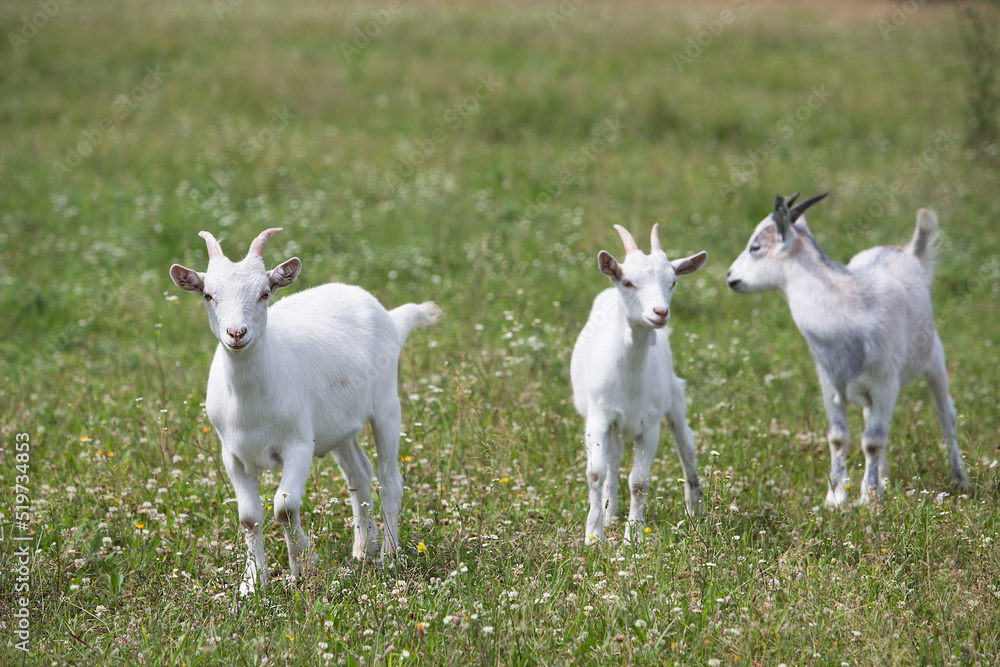Obraz premium Young goats are grazing on a green field with wildflowers and lush grass.