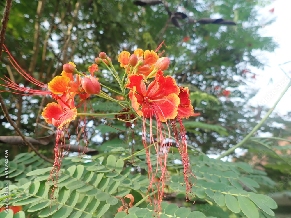 The peacock flower (Caesalpinia pulcherrima) in the garden with nature ...
