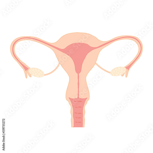 Vector illustration of female reproductive organs. Uterus with ovaries. Hormonal health disease prevention concept