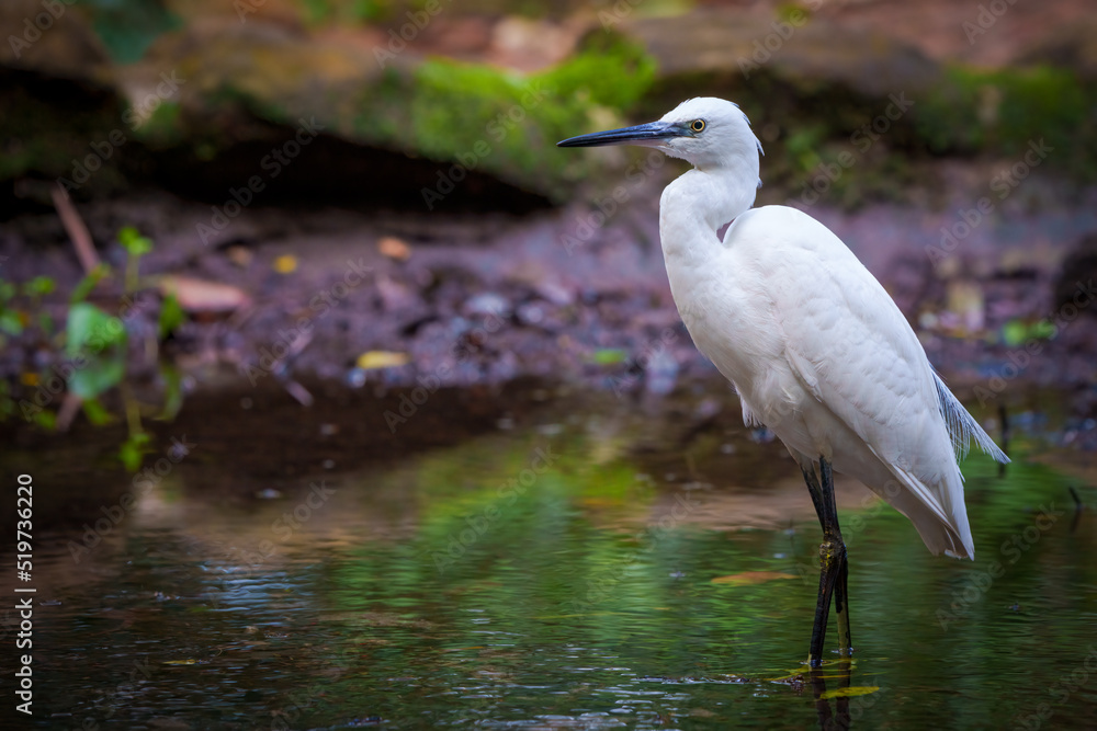 Little egret (Egretta garzetta) foraging in a stream. Cape Town, Western Cape. South Africa Little egret (Egretta garzetta) foraging in a stream. Cape Town, Western Cape. South Africa