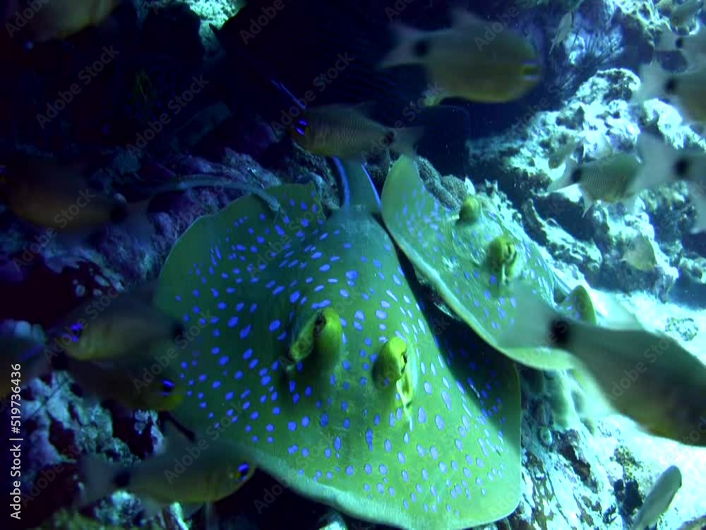 Blue-spotted, fantail ray (Taeniura lymna) on top of each other Blue-spotted, fantail ray (Taeniura lymna) on top of each other