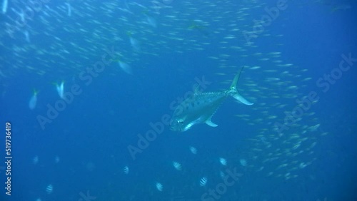 Doublespotted queenfish (Scomberoides lysan) swimming in the blue photo