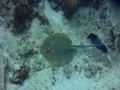 Blue-spotted fantail ray (Taeniura lymna) eating on the sand photo