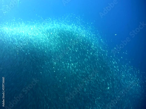 Gigantic school of sardines or silverside (Atherinidae) photo