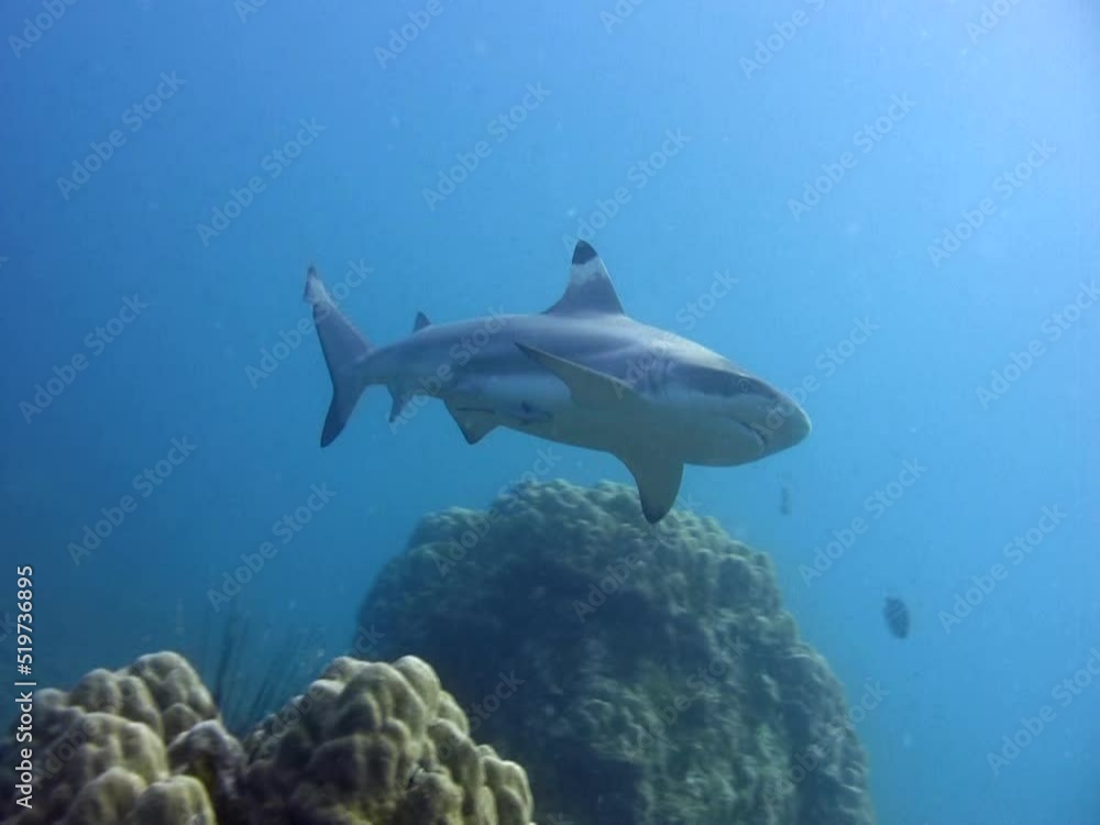 Blacktip reef shark (Carcharhinus melanopterus) swimming close by Blacktip reef shark (Carcharhinus melanopterus) swimming close by