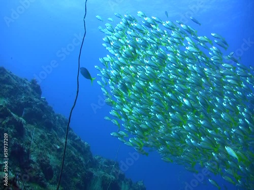 School of yellow-back fusilier (Caesio xanthonota) on top of coral reef photo