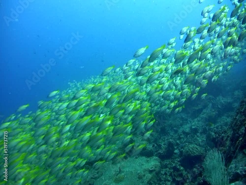 School of yellow-back fusilier (Caesio xanthonota) on top of coral reef photo